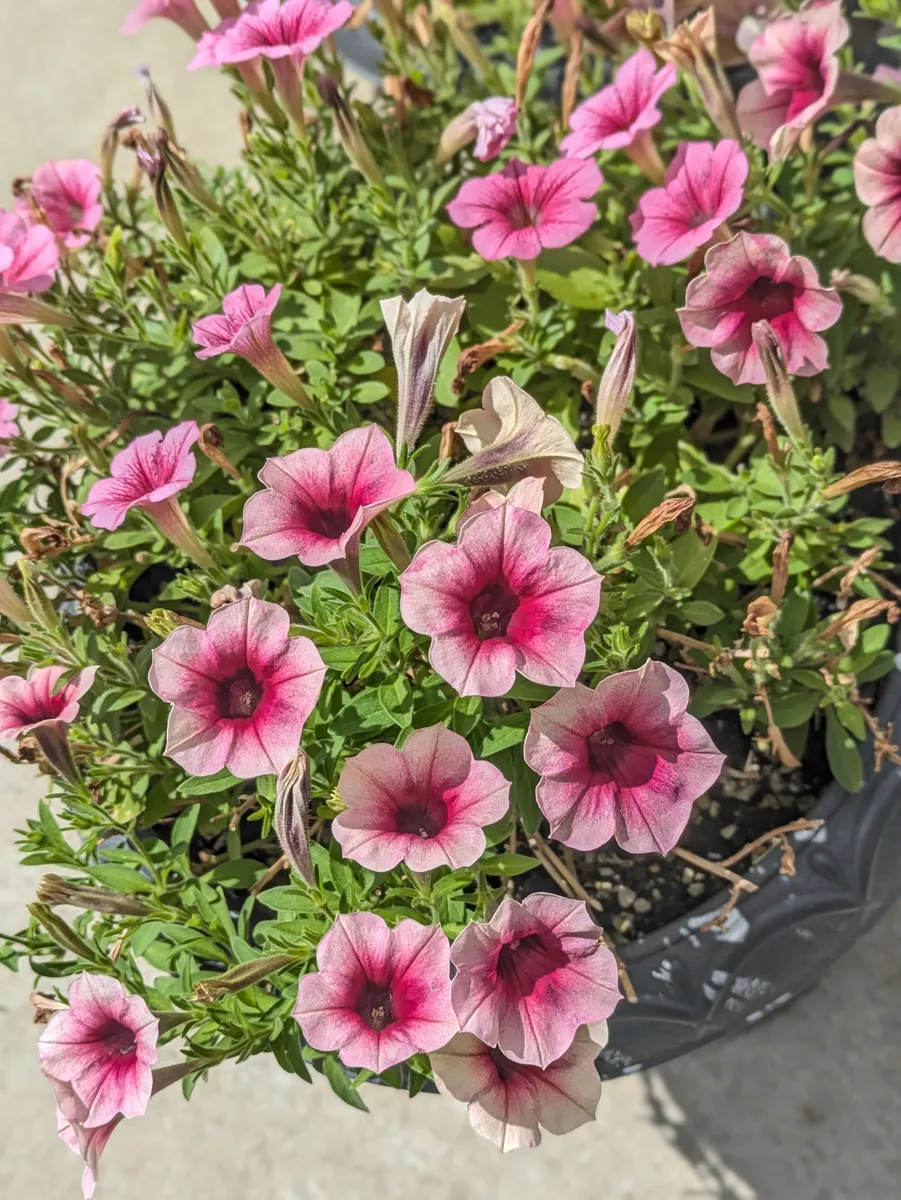 Sunflower's Garden サンフラワーズガーデン　風になりたい preschooleducationalvideos #kidshow #kidslearning