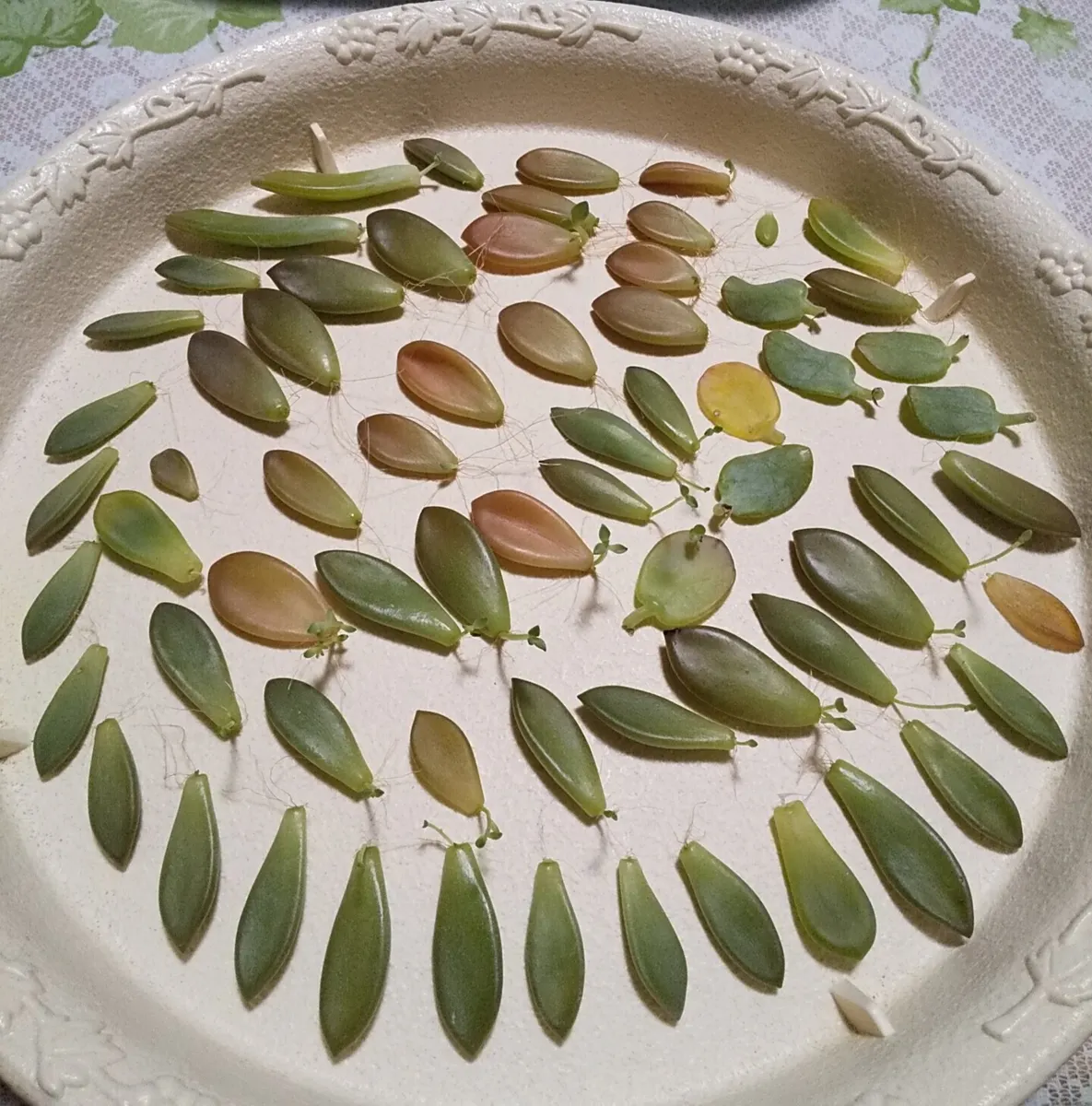 葉挿しの子の植え付け🌱 | CAINZ DIY Square