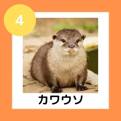 ④カワウソ