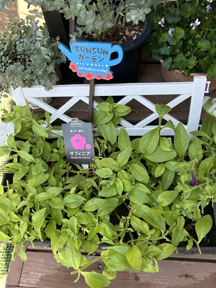 Sunflower's Garden サンフラワーズガーデン　風になりたい Garden サンフラワーズガーデン　風になりたい Sunflower's