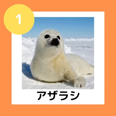 ①アザラシ