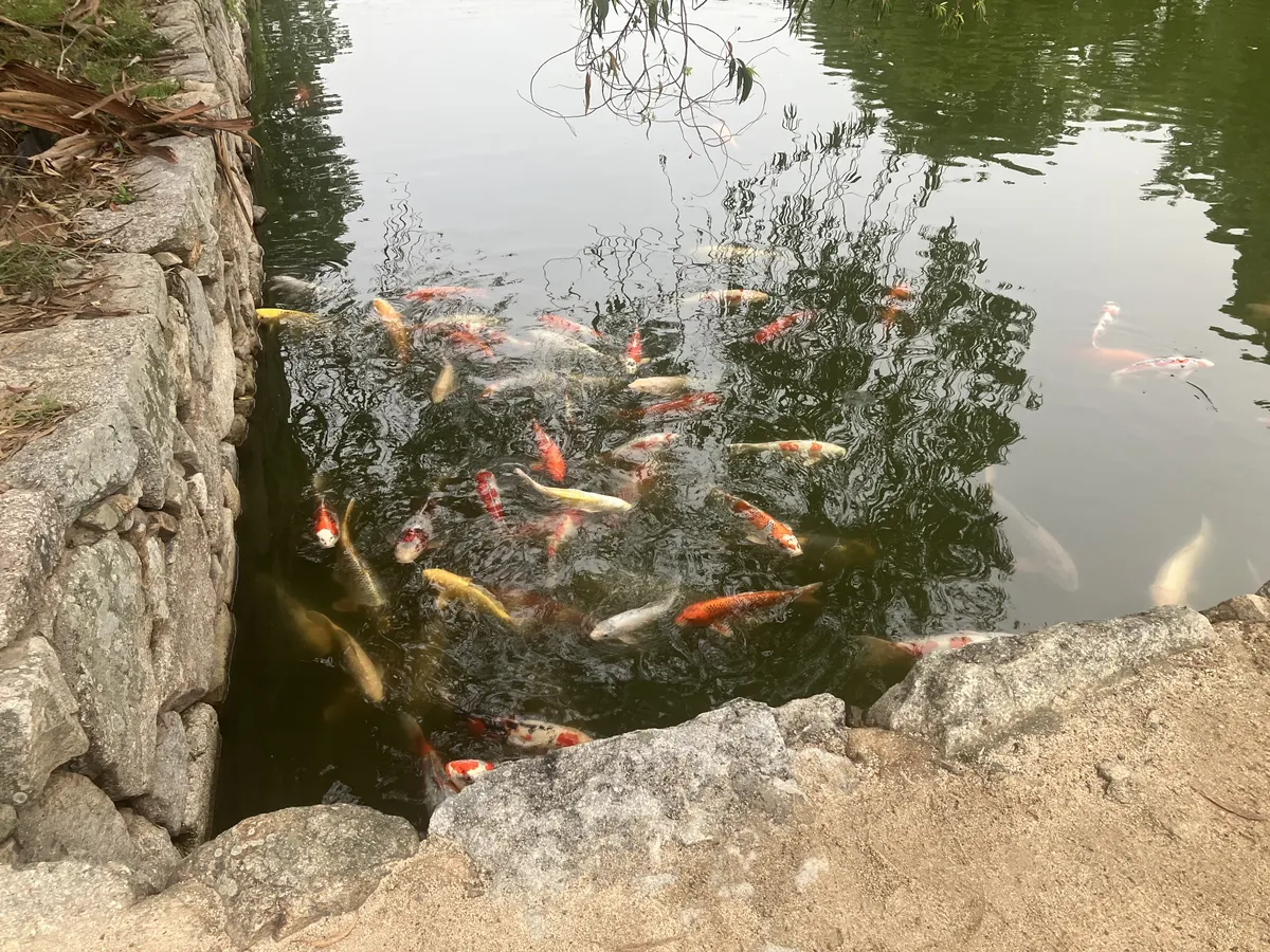 鯉