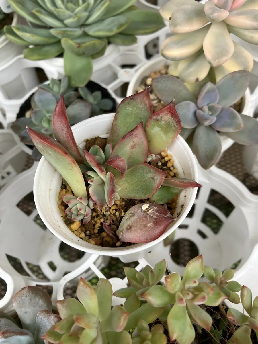 ちびっ子多肉💕 | CAINZ DIY Square