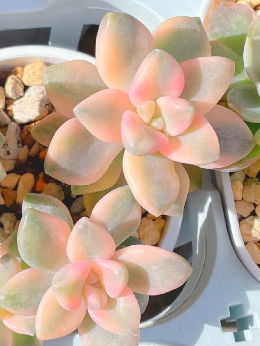 ティテュバンス錦❤️ | CAINZ DIY Square