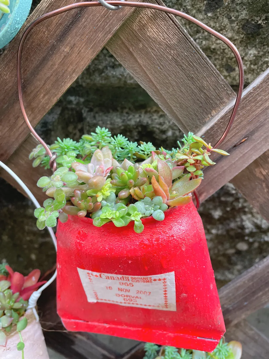 リメ缶Bagに多肉の寄せ植え🎶 | CAINZ DIY Square