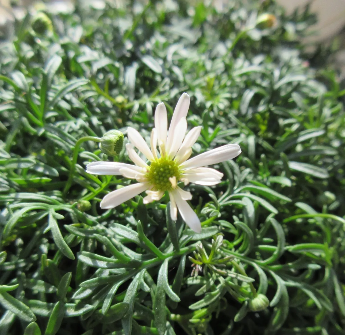 すぐ楽星空マム | SUNSUNガーデン