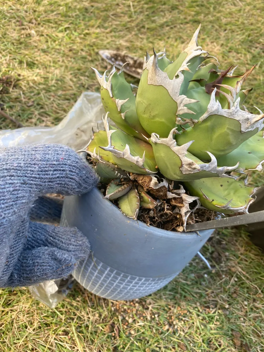 アガベの植え替え | CAINZ DIY Square