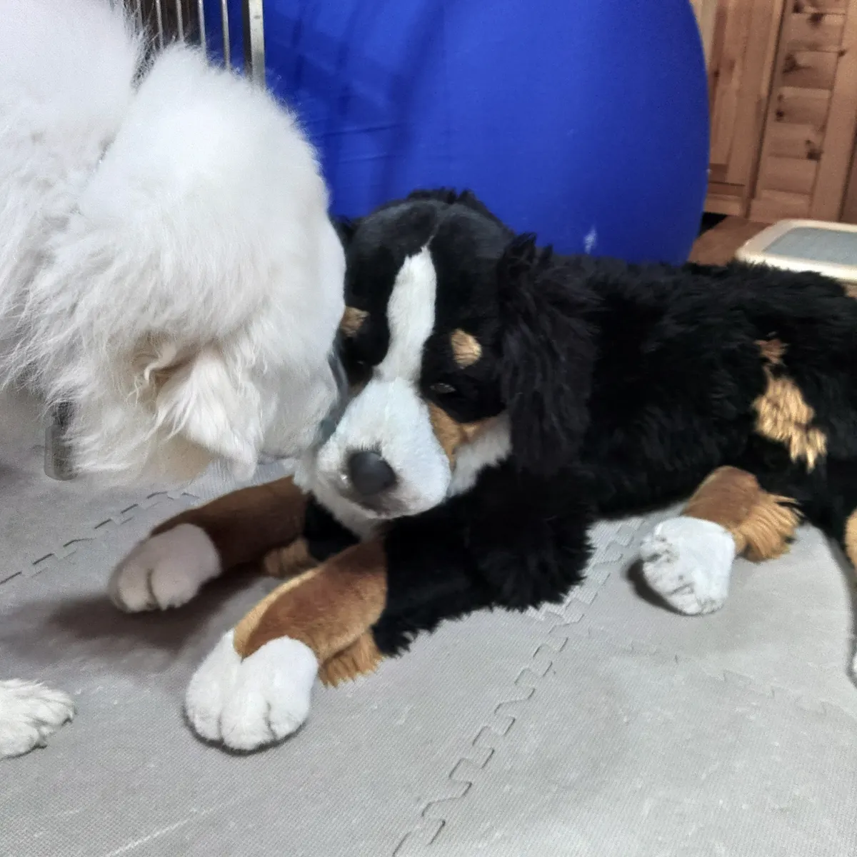 マ*リ様 わんこボストン　レア ラスボス登場‼️ | TORQUE STYLE