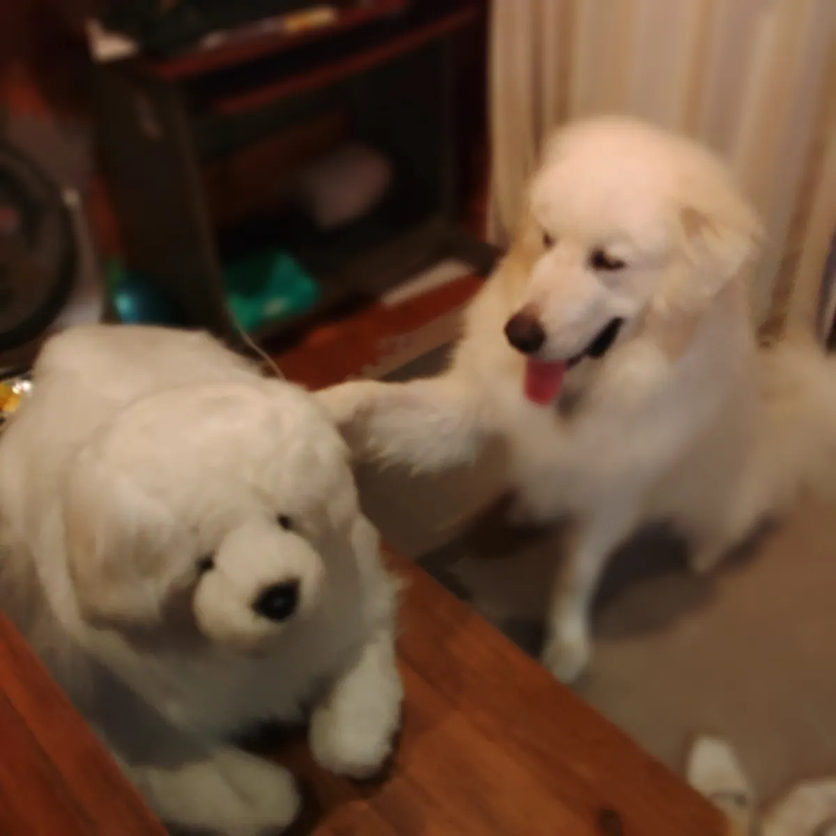 マ*リ様 わんこボストン　レア ラスボス登場‼️ | TORQUE STYLE