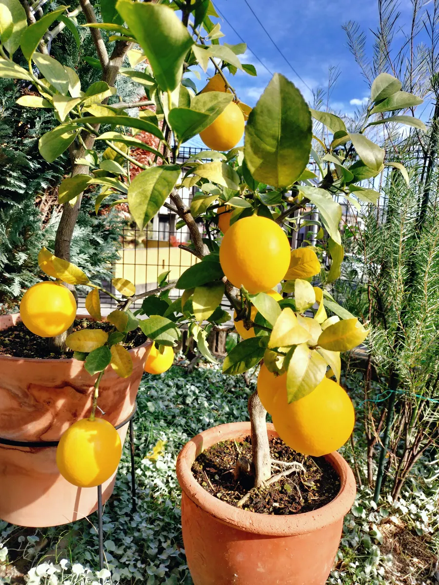 塩レモンと甘いレモンペースト | CAINZ DIY Square