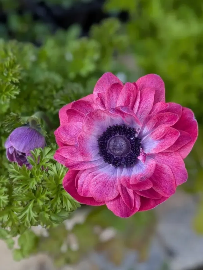 アネモネ🎶 | CAINZ DIY Square