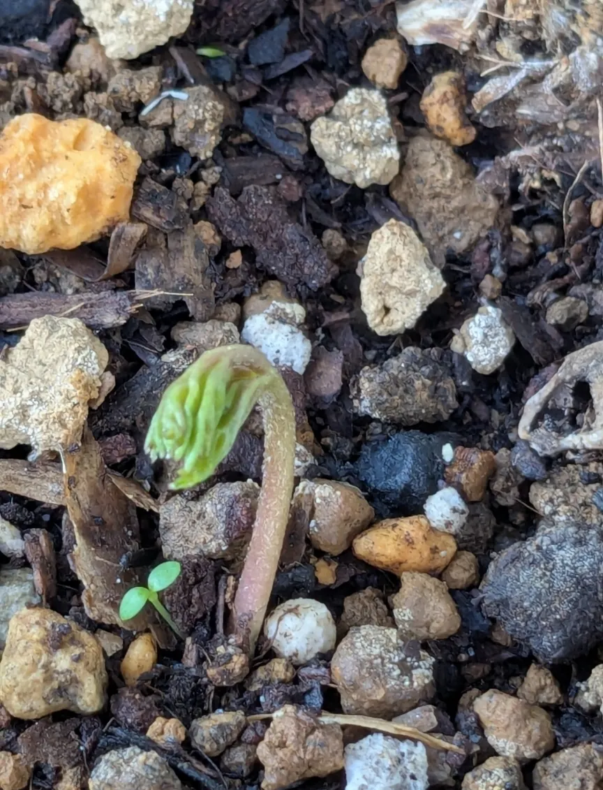 アネモネ🎶 | CAINZ DIY Square