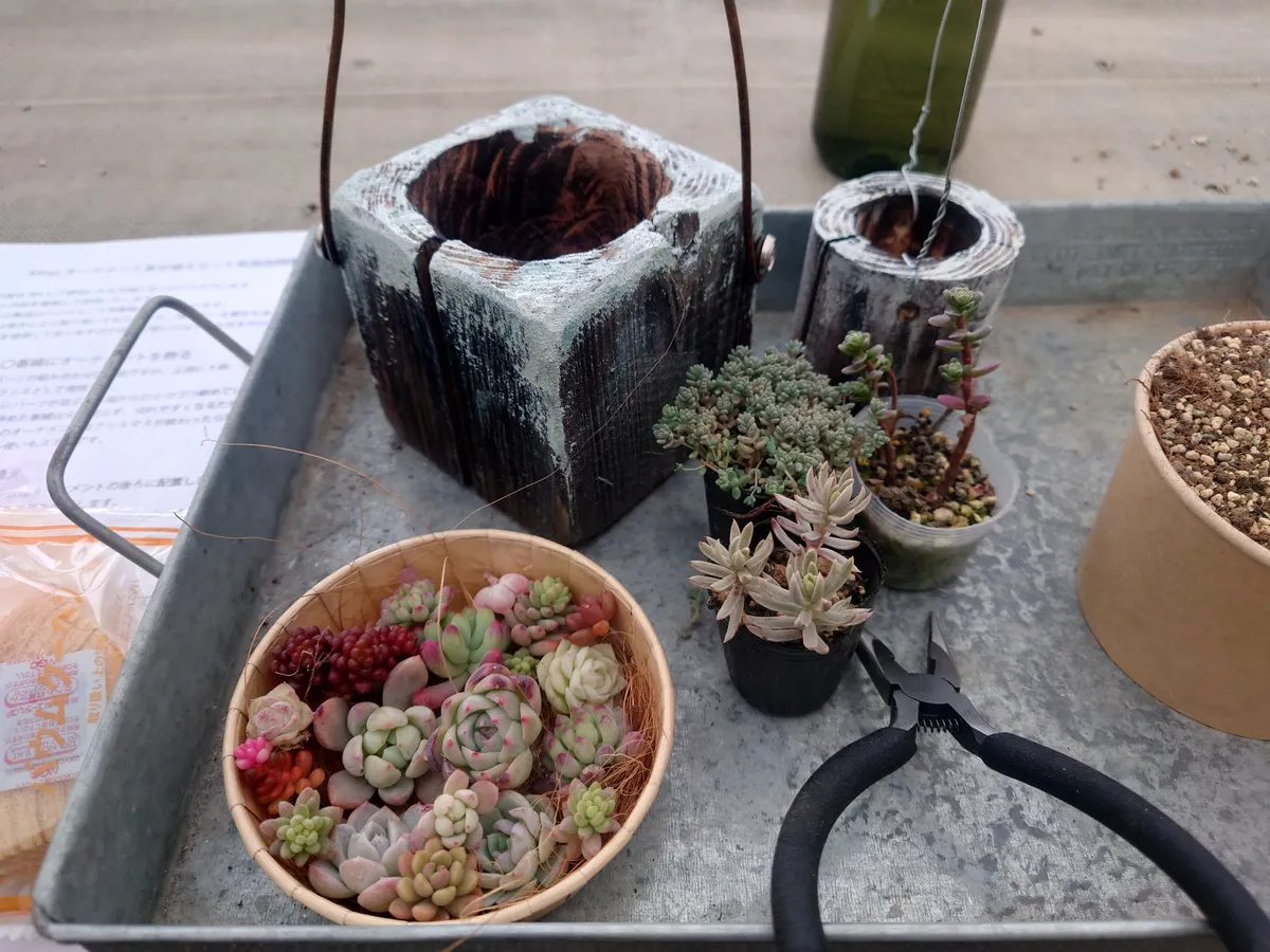 多肉植物寄植え❄❄❄ | CAINZ DIY Square