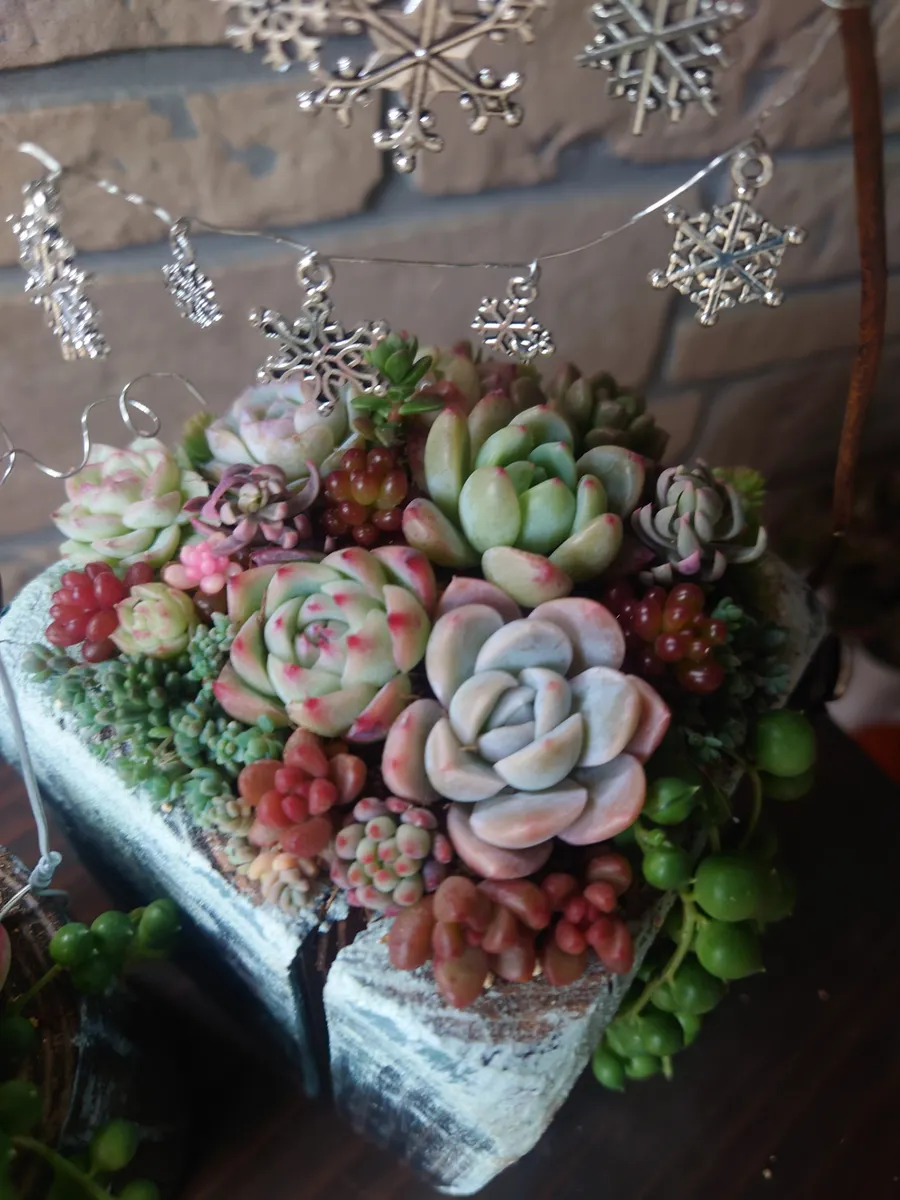 多肉植物寄植え❄❄❄ | CAINZ DIY Square