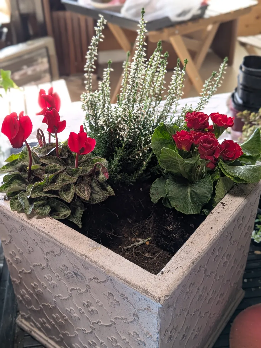 クリスマス寄せ植え🎄寄せ植えバイキング③ | CAINZ DIY Square クリスマス寄せ植え🎄寄せ植えバイキング③ | CAINZ DIY Square