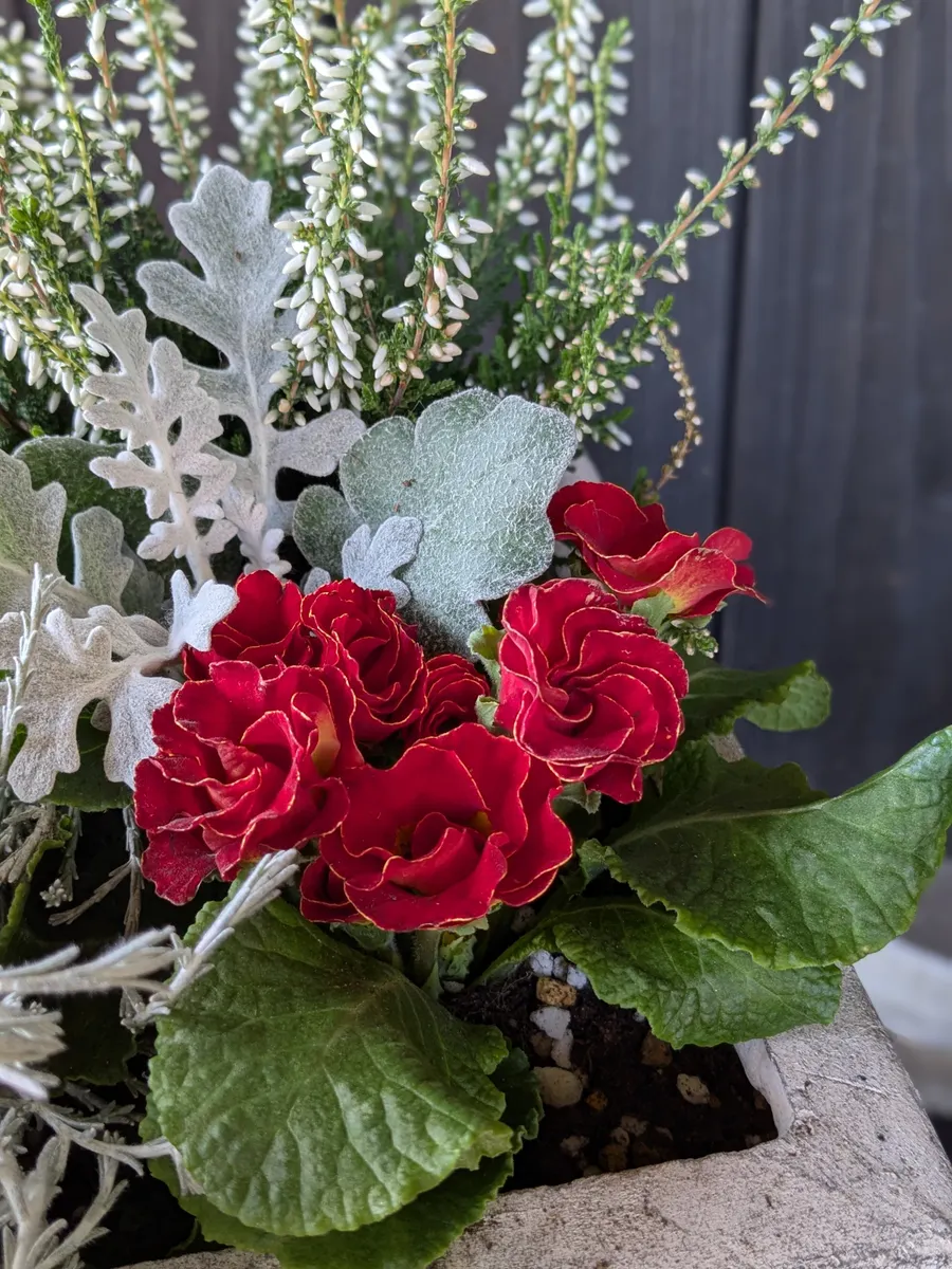 クリスマス 寄せ植え ローラアシュレイ鉢 クリスマス寄せ植え🎄寄せ植えバイキング③ | CAINZ DIY Square