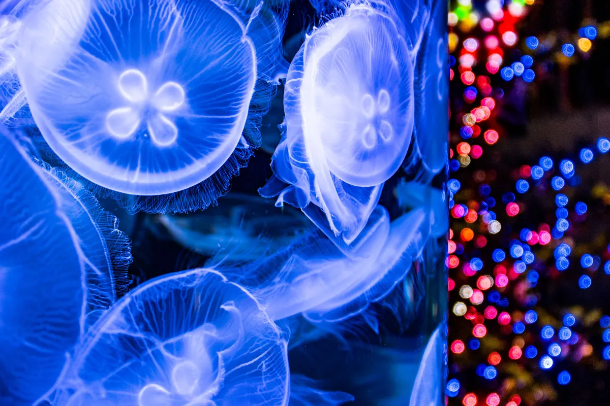 クラゲとイルミネーション