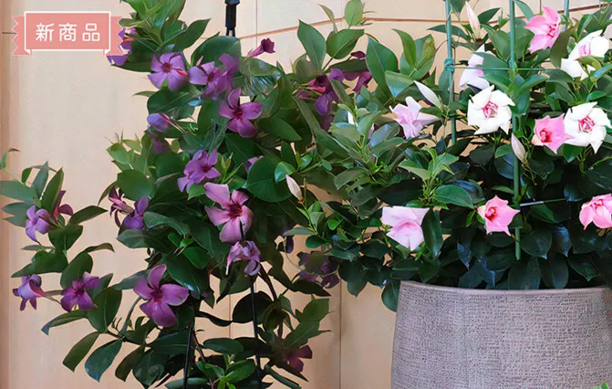 サンパラソル®Collection