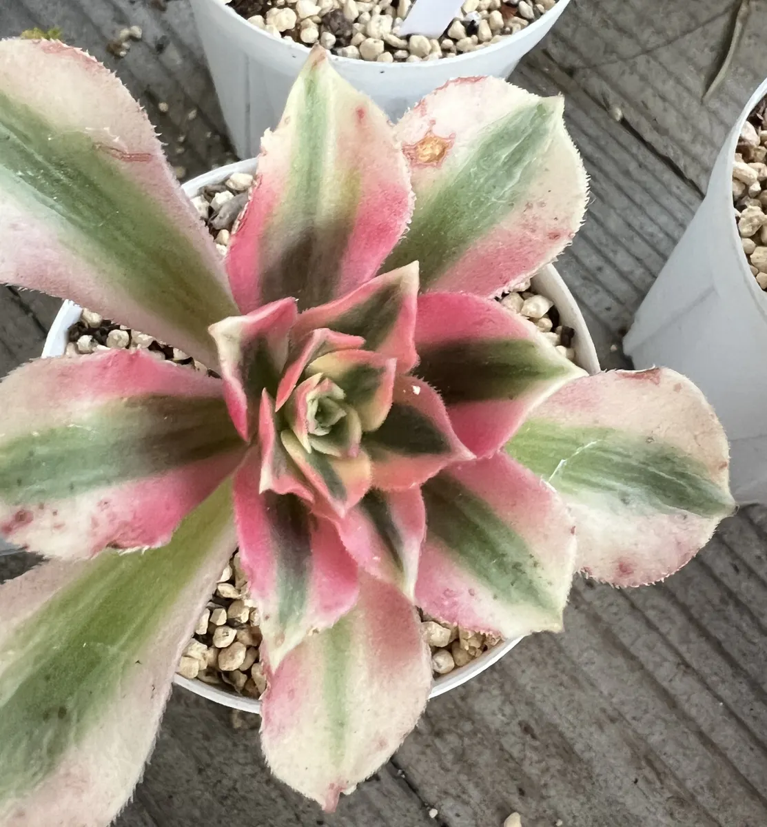 アエオニウム | CAINZ DIY Square