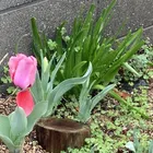デコパージュのリメ鉢と寄植え💐 | CAINZ DIY Square