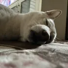 ユーザー画像