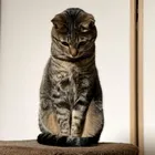 ユーザー画像