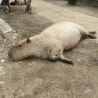 ユーザー画像