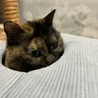 Yuki
