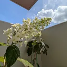 みゆう