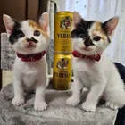 ユーザー画像