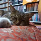 ユーザー画像