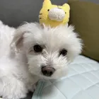 ユーザー画像
