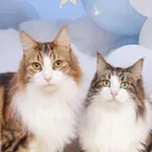 ユーザー画像