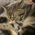 まゆこ