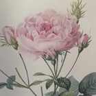 sa