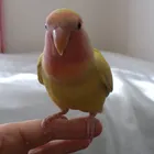 roro