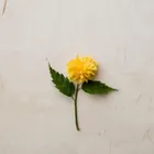 ユーザー画像