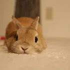 ユーザー画像