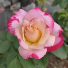 ユーザー画像