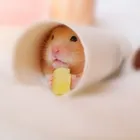 ユーザー画像