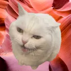ユーザー画像