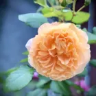 ユーザー画像