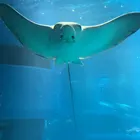 ぬーぴー
