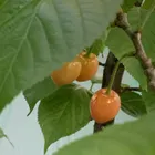 ユーザー画像