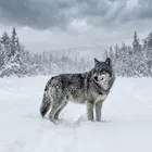 ユーザー画像