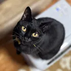 ぐれこ☆