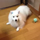 オスカル♪♪