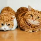 ユーザー画像