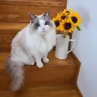 のん