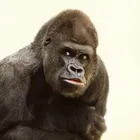 ユーザー画像